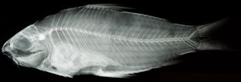 Media type: image;   Ichthyology 20193 Aspect: lateral xray
